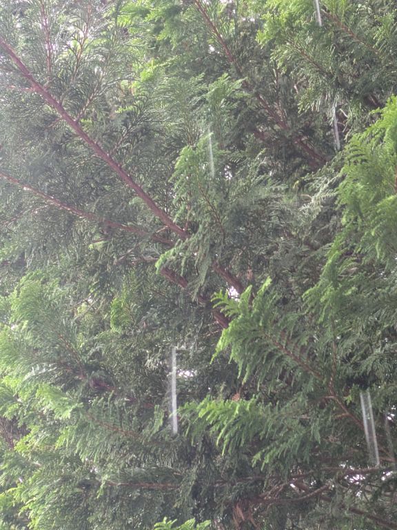 激しい雨