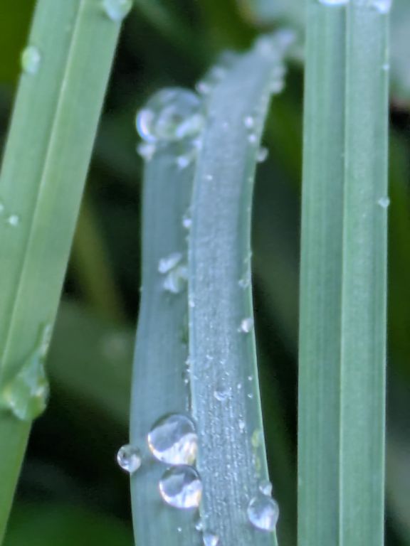 雨の雫