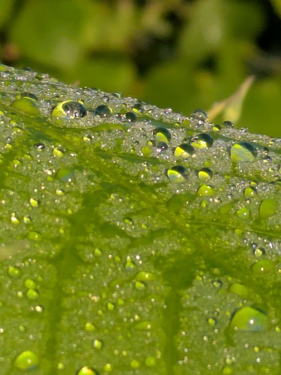 雨の雫