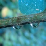 雨の雫
