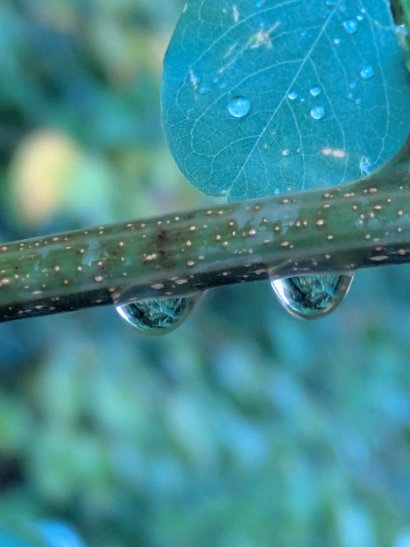 雨の雫