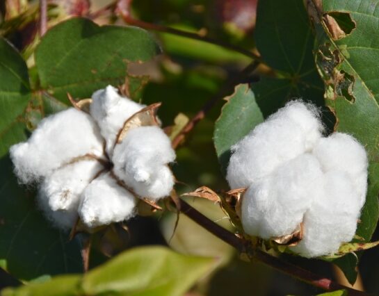 綿花
