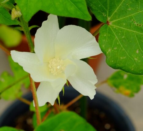 ワタの花