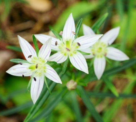 センブリの花