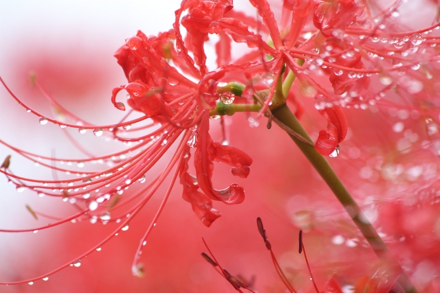 彼岸花
