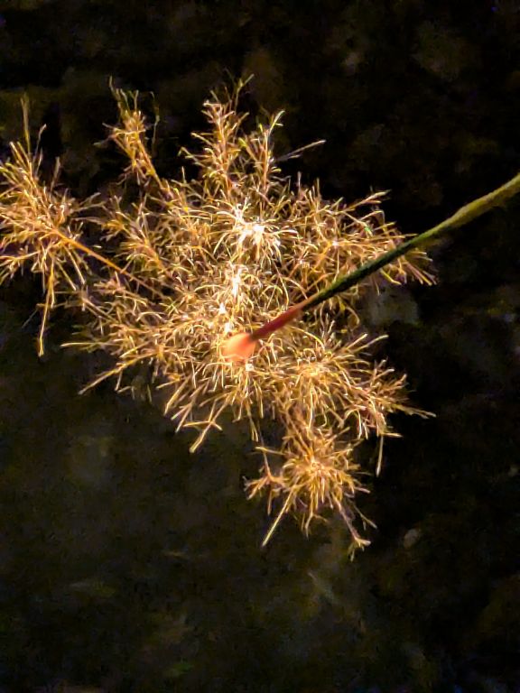 線香花火 松葉