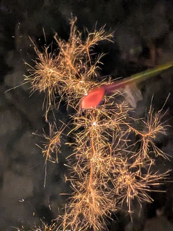 線香花火 松葉