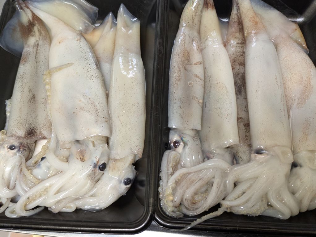 生イカ