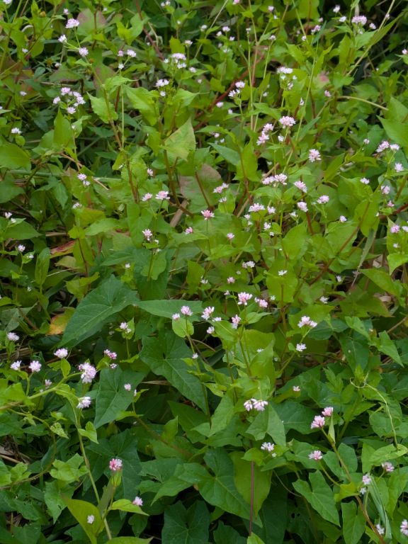 ミゾソバの花