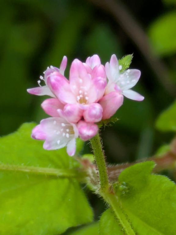 ミゾソバの花