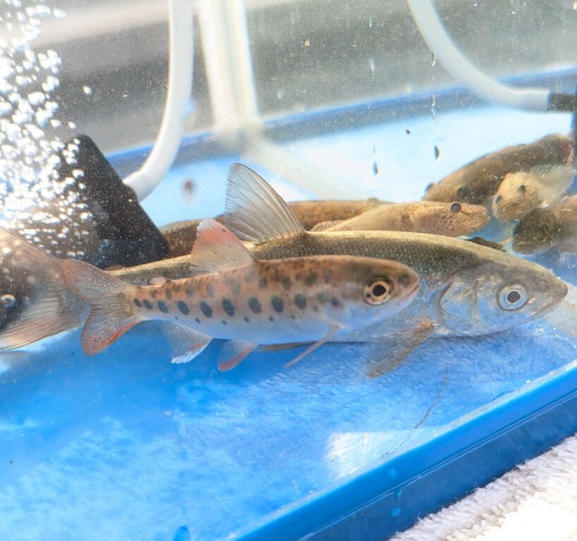 ウグイとヤマメ