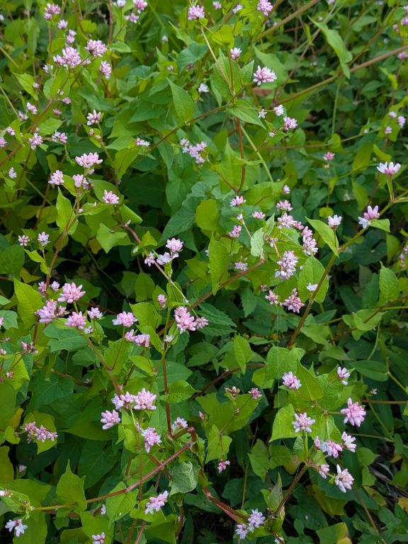 ミゾソバの花