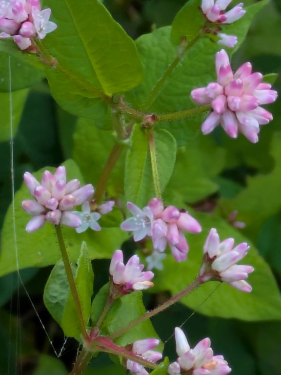 ミゾソバの花