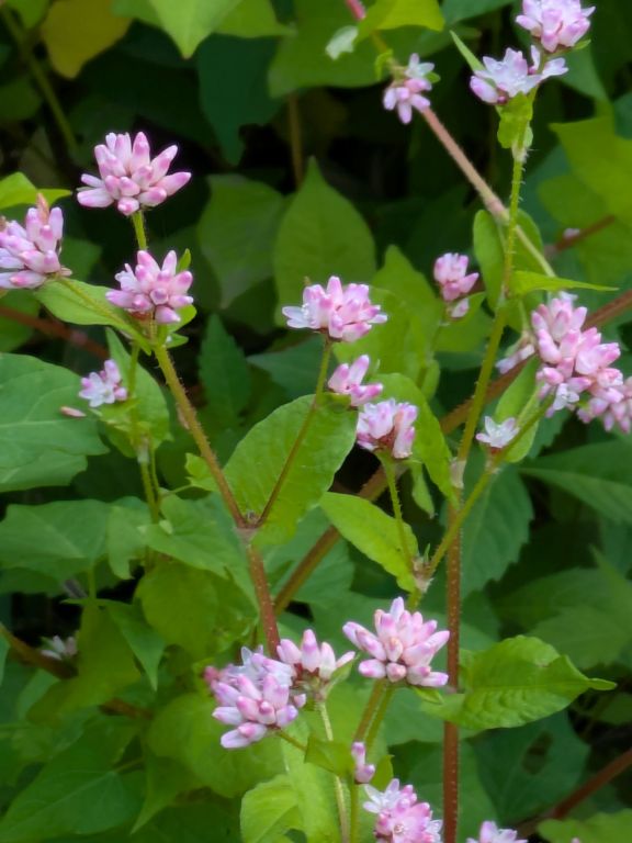 ミゾソバの花