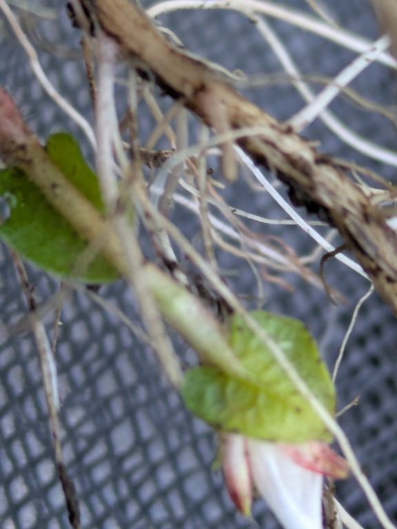 ミゾソバの閉鎖花