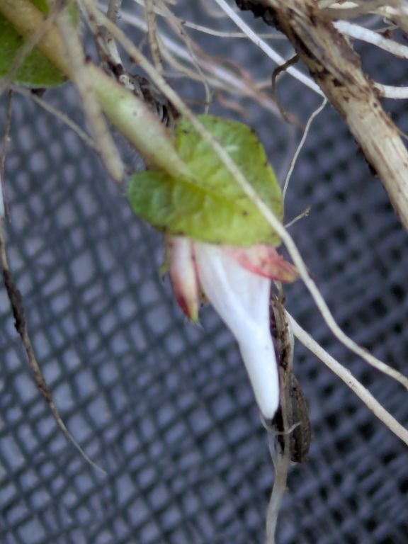 ミゾソバの閉鎖花