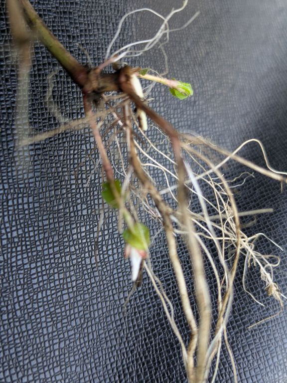 ミゾソバの閉鎖花