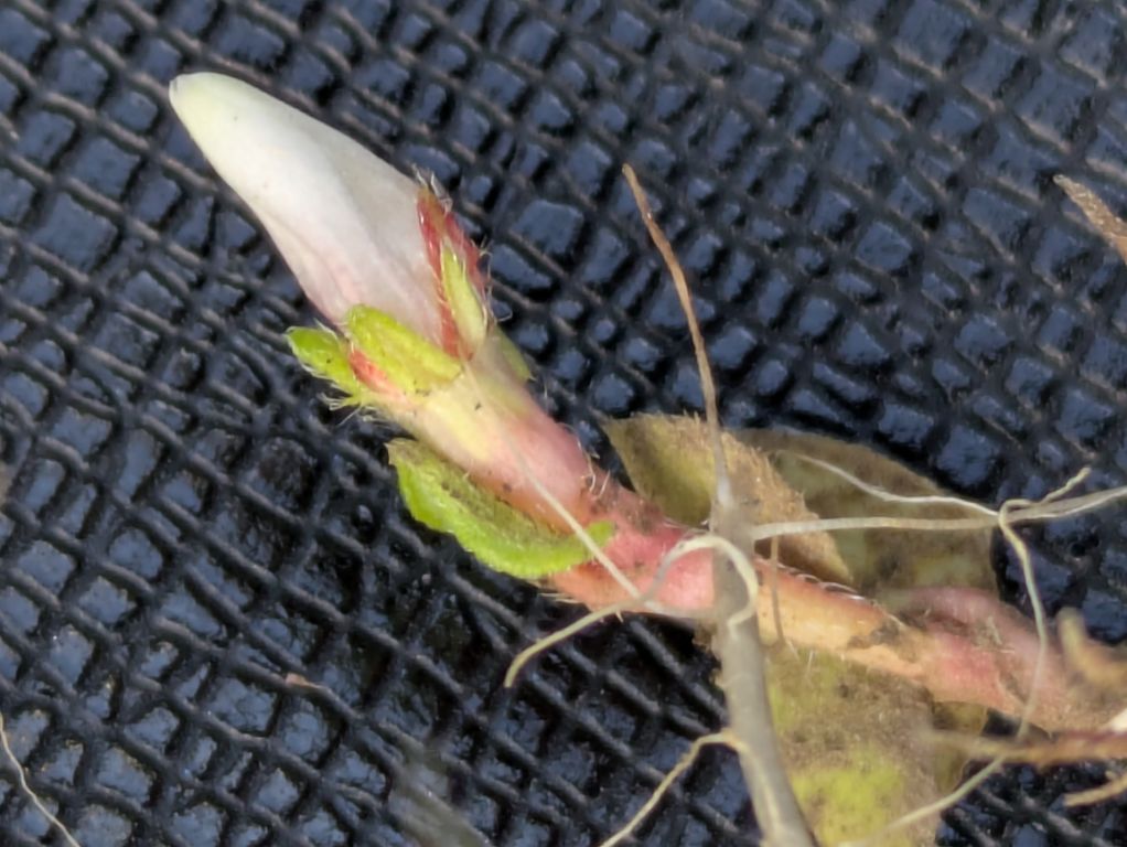ミゾソバの閉鎖花