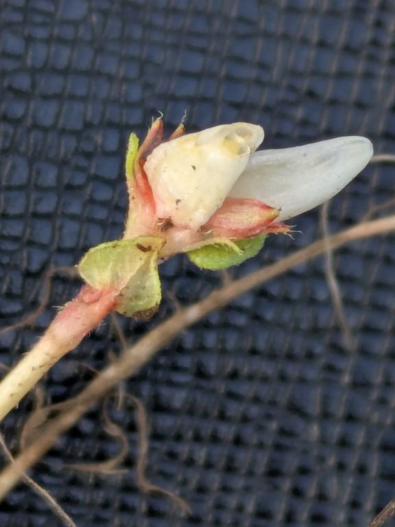 ミゾソバの閉鎖花