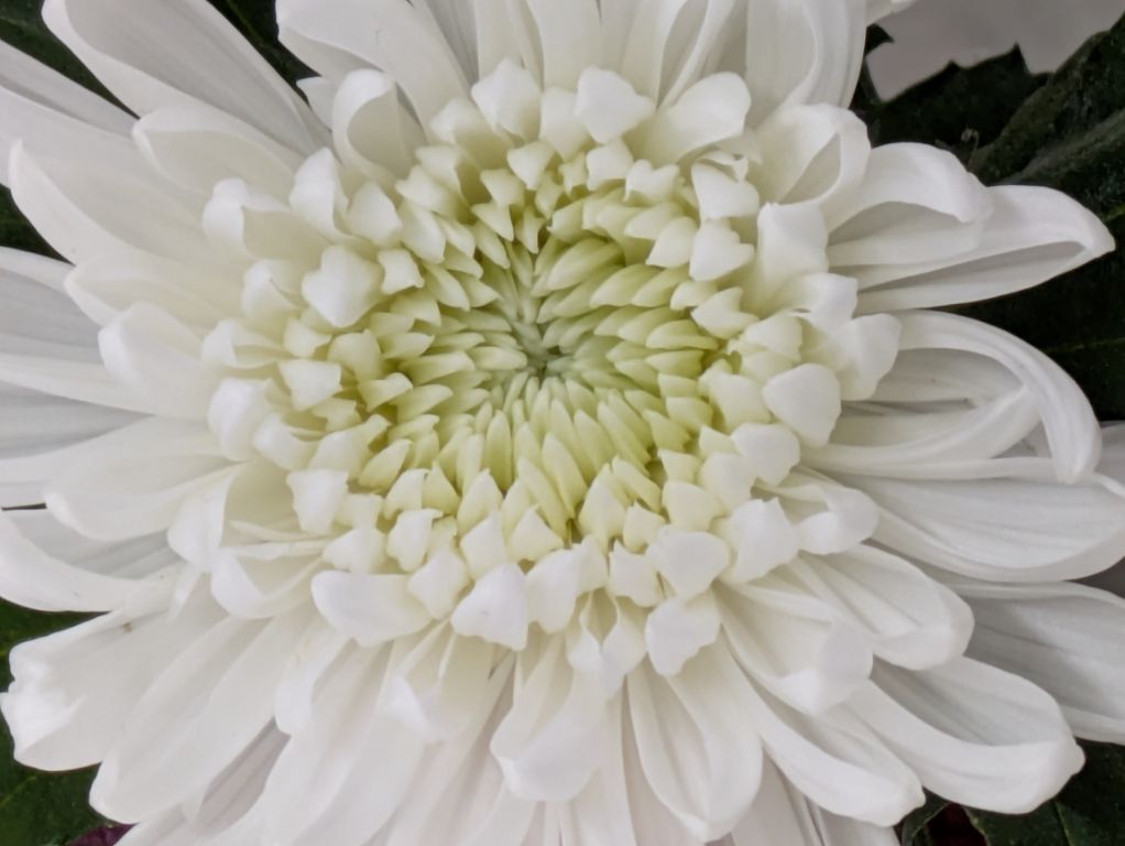白菊