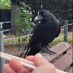 大鳥公園のカラス