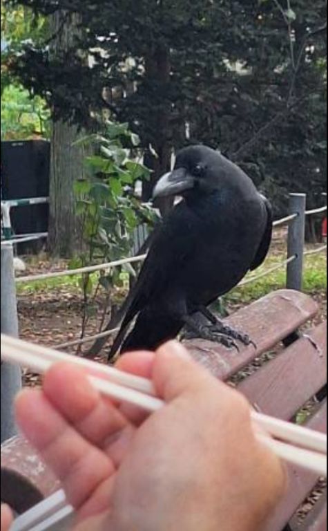 大鳥公園のカラス