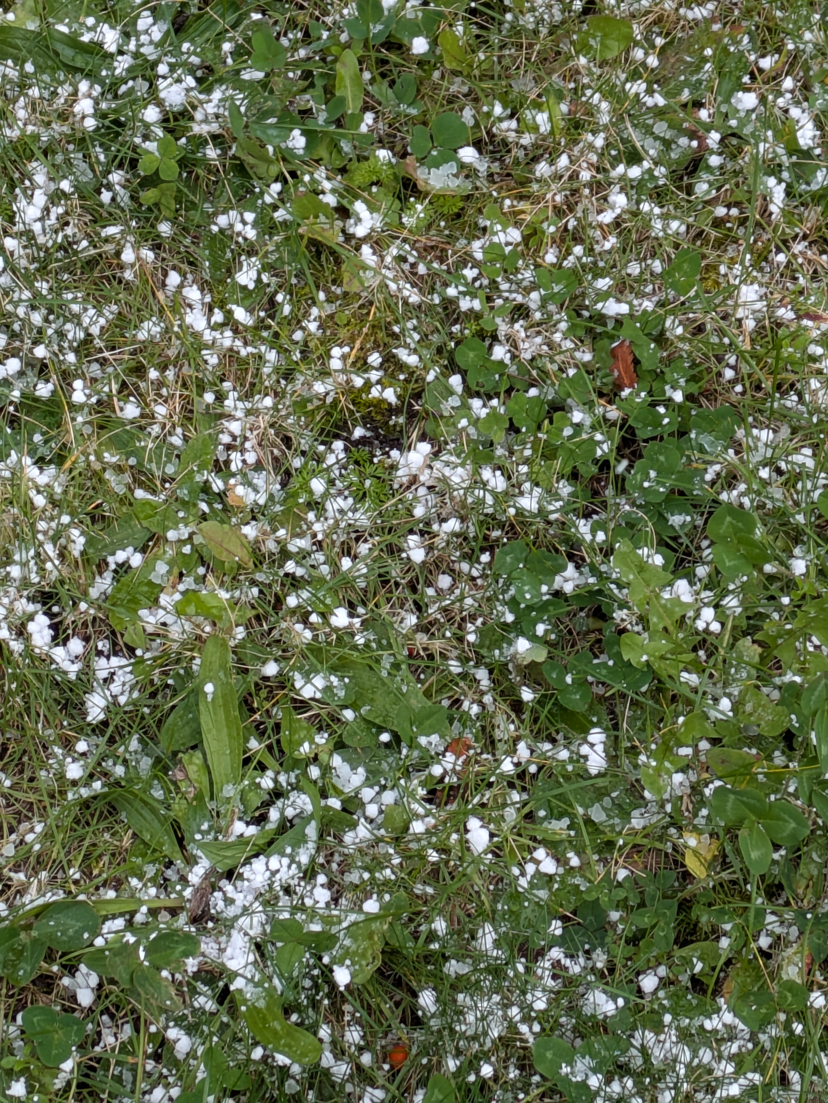 札幌初雪